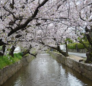 玉串川の桜並木