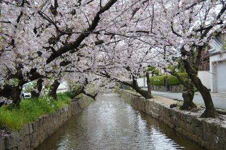 玉串川の桜並木