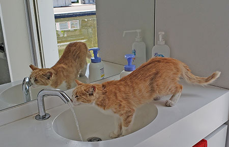 公衆トイレの自動水栓で水を飲む猫
