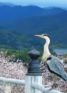 アオサギと桜　嵐山の法輪寺から／撮影　中村孝子