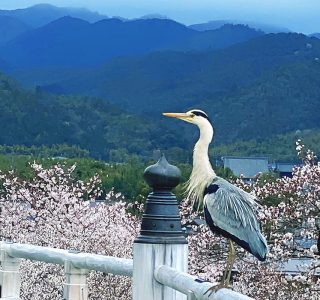 アオサギと桜　嵐山の法輪寺から／撮影　中村孝子