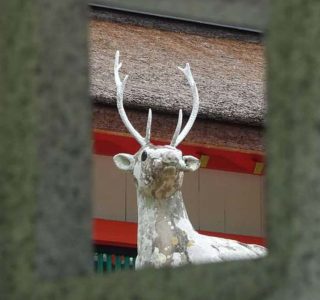 優秀賞（撮影場所　大原野神社）