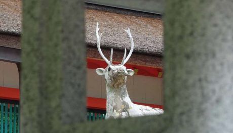 優秀賞(撮影場所 大原野神社)