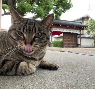 散歩中に出会った猫