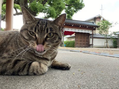 散歩中に出会った猫