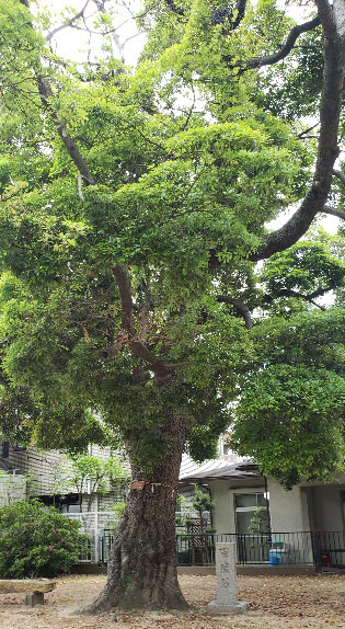 西川八幡神社境内にある椨の木と百度石:椨の木は大木となり防風の役割を果たし、建材としても利用され、樹皮は染料や線香の材料にもなる