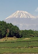 茶畑から富士山を臨む／「美しい茶園deつながるプロジェクト」富士市大淵笹葉地区（撮影　鮒子田稔理）