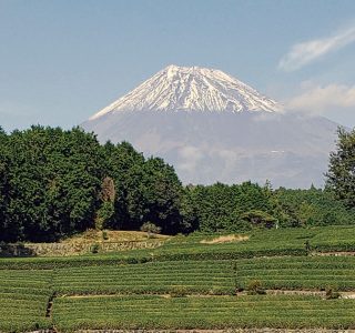 茶畑から富士山を臨む／「美しい茶園deつながるプロジェクト」富士市大淵笹葉地区（撮影　鮒子田稔理）