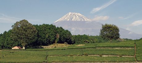 茶畑から富士山を臨む／「美しい茶園deつながるプロジェクト」富士市大淵笹葉地区（撮影　鮒子田稔理）