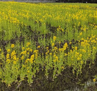 道端で見かけた田起こし前の田んぼに咲く菜の花