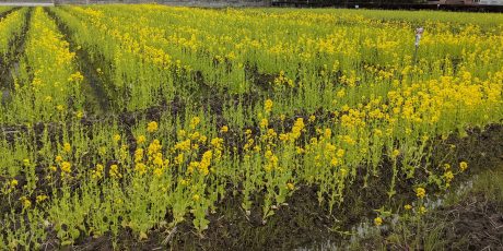 道端で見かけた田起こし前の田んぼに咲く菜の花