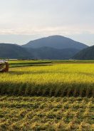 秋の風物詩 豊岡市野上の稲刈り(撮影 遠藤真森)