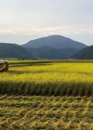 秋の風物詩　豊岡市野上の稲刈り（撮影　遠藤真森）