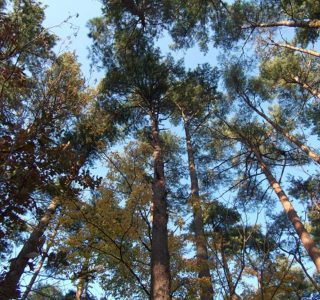 大山オオタカの森のアカマツは大径通直で梁など建築用材として人気です