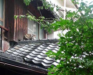 散歩中に雨宿りする野良猫