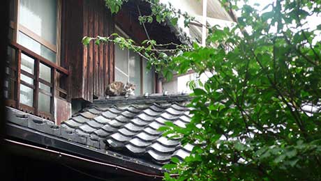 散歩中に雨宿りする野良猫