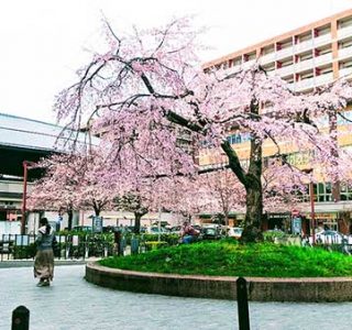 二条駅と桜