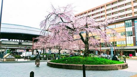 二条駅と桜