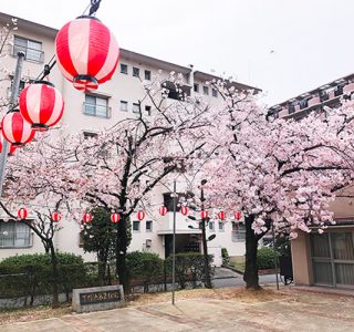 団地内の桜