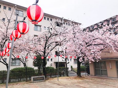 団地内の桜