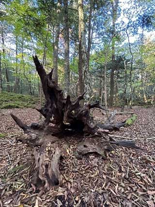 根こそぎ倒れた木。すぐ向こうに見えるのが苔むす樹海