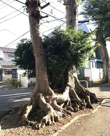 木の間から木が生えている！面白いみどりを発見