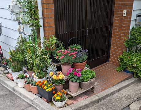 通り際の小さなスペースで園芸を楽しむ(まちなか園芸!)